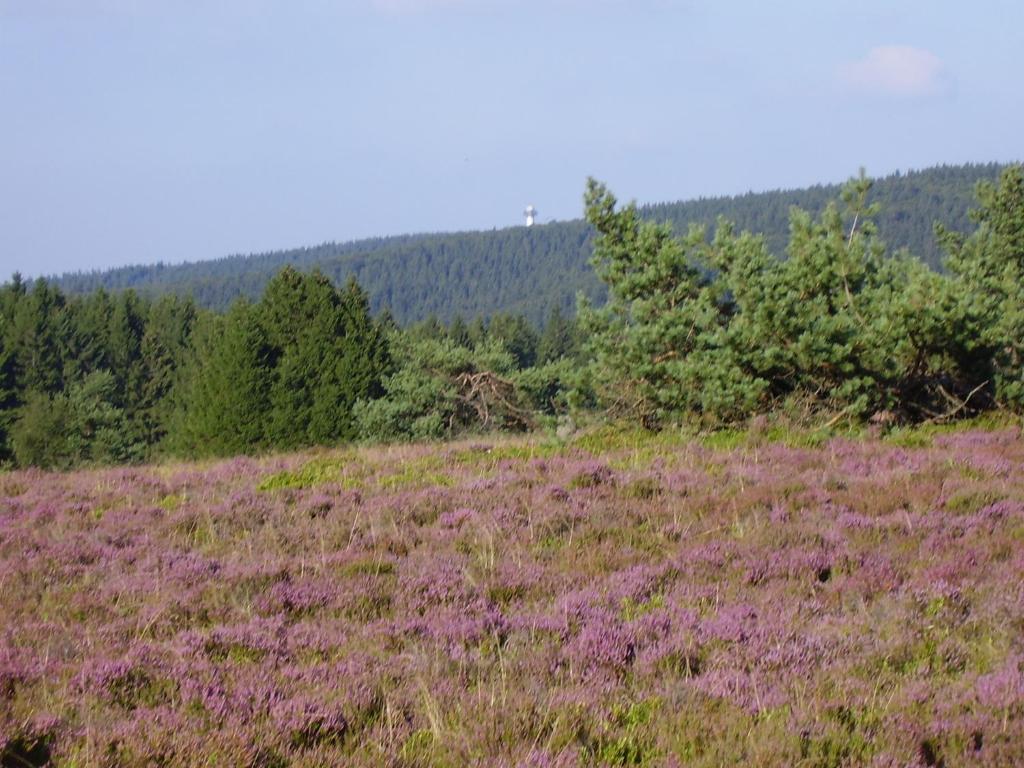 Haus Kesper-Brunen Hotel Willingen  Luaran gambar